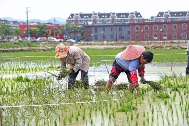 低成本小生意都有哪些（在农村月收入过万的几个小生意）-蓝图副业