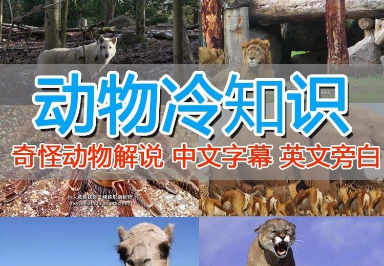 【副业项目6380期】外面卖1699的国外纪录片解说（动物解说、美食、动画片）稳过中视频-蓝图副业